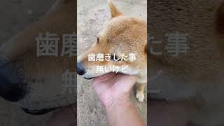 柴犬は歯が命❗