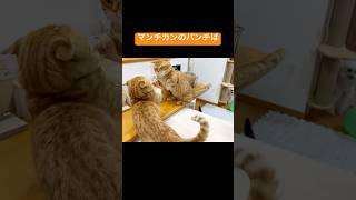 パパの匂いを嗅いで怒られたけどマンチカンのパンチは決して当たらない #猫 #マンチカン #shorts