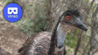 Emus staring around | VR180 3D