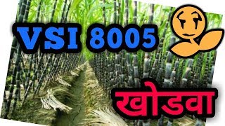 Vsi 8005 खोडवा