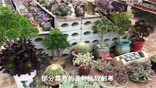 多肉植物之如何安全过冬-肉肉越冬温度指南