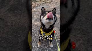 今日のコロたま朝散歩🐶☀️ #黒柴　#芝犬  #芝犬のいる暮らし　#黒柴好きな人と繋がりたい #犬の散歩 #犬好きな人と繋がりたい