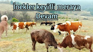 YAGMURDA ISLANDIM ÜŞÜDÜM AMA MERAYA DEVAM