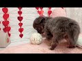 183455　チワワ　♀　ペットショップ犬の家＆猫の里プレ葉ウォーク浜北店