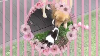 ゴールデンレトリバーとチワワ♡golden retriever\u0026chiwawa