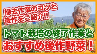 家庭菜園や農園のトマト栽培が終わった後のお世話作業！栽培が終了した後の撤去作業のコツと植えるべきおすすめ後作野菜を徹底解説！【農園ライフ】