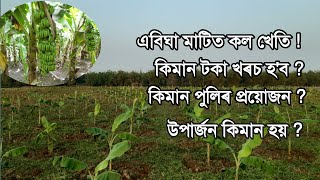 কল খেতি কৰোঁ আহক / Banana Farming In Assam / Kol Kheti / Banana Cultivation In Assam