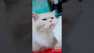 Kucing kelaparan nih🤣🤣🤣