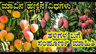 Mango varieties | Types of Mangos | ಮಾವಿನ ಹಣ್ಣಿನ ವಿಧಗಳು | ತಳಿಗಳ ಬಗ್ಗೆ ಸಂಪೂರ್ಣ ಮಾಹಿತಿ