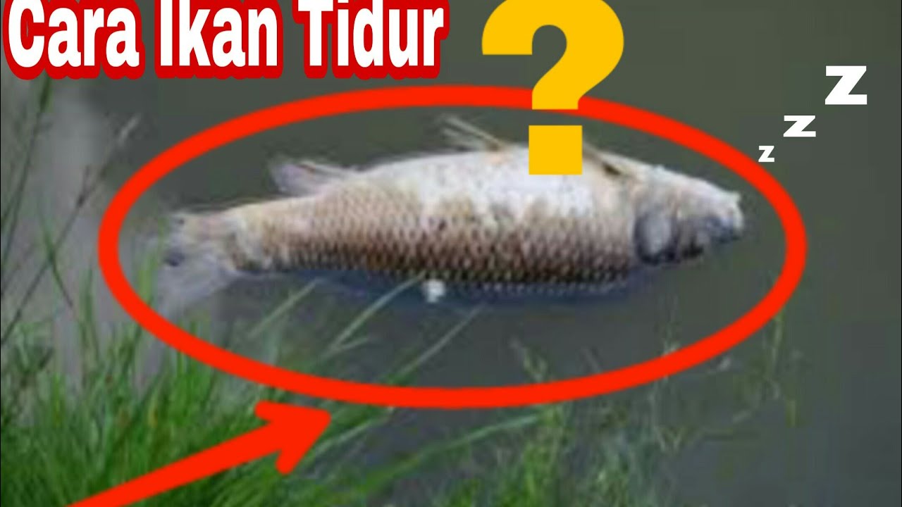 Ternyata, Ini Dia Cara Ikan Tidur Yang Kamu Belum Ketahui - YouTube