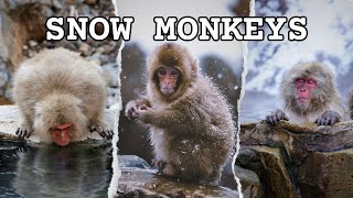 Snow Monkey Park | Jigokudani Yaen-Koen | Japan Ep 4