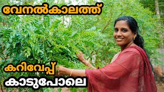 വേനൽകാലത്ത്  കറിവേപ്പ് തഴച്ചു വളർത്താം | Curry Leaves farming malayalam