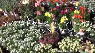 栃木県足利市 花屋 季節の花 パンジー