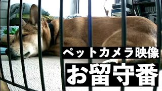 【保護犬】お留守番中の遠吠え、うちの子はこうして止みました！【雑種犬】【ペットカメラ映像】【音量注意】