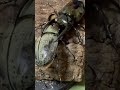 アトラスオオカブトvsグラントシロカブト