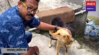 Indian Street Dogs Are Like Foreign Pet | ওখানে দেশি কুকুর গুলো বিদেশি কুকুরের মতই দেখতে।কেন জানেন ?