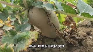 种植蔬菜为啥要蹲苗和划锄？浇水有三忌是哪三水？看后长知识了