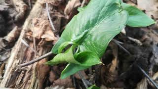 Identifying Arum maculatum - Lords and ladies/cuckoo's pint.