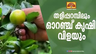 തളിപ്പറമ്പിലും ഓറഞ്ച് കൃഷി വിളയും