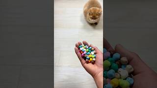 Funny  😻👍 Cat Reverse Video ASMR #catvideos #cat #relievestress #reversevideos #satisfying