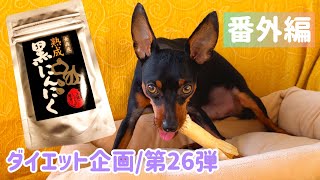 【ミニピン】ダイエット企画第26弾⑤/飼い主チャレンジ/大河3歳♂