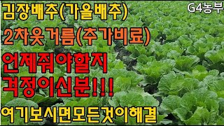 김장배추 2차웃거름추비 이시기에 이렇게 주시면 모든걱정이 해결됩니다