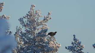 Capercaillie hunt in Sweden