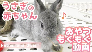 【もぐもぐ】はじめて人の手からおやつを食べる赤ちゃんうさぎ　A baby rabbit eating a snack【ネザーランドドワーフ】