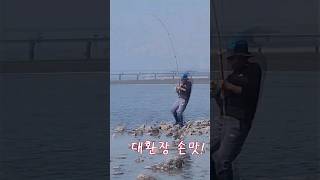 [#원투낚시] 대물숭어 ,배떼기 허~옇게 까 뒤집고 딸려옵니다 #숭어훌치기, #fishing, #숭어 #Shorts