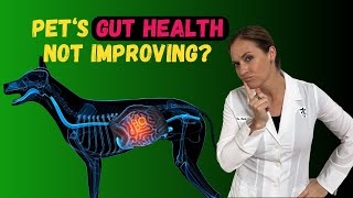 Why Your Pet's Gut Health Issues Don't Improve - Holistic Vet Advice