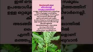 കൃഷി അറിവുകൾ | കീഴാനെല്ലി കൃഷി | Phyllanthus ചെടി #ഷോർട്ട്സ്