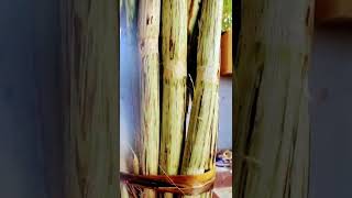 sugarcane juice/#கரும்பு பால் #yt shorts #shorts #poppins