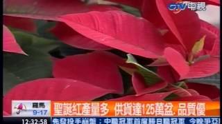 中視新聞》喜氣洋洋！ 聖誕紅新品種「蓓莉」吸睛