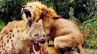 ► Lions Documentary - HUNGRY HYENAS DESTROY AND EAT LIONESS - National Geographic WILD | HD