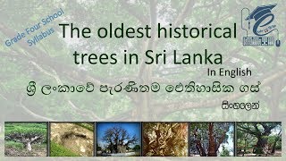 The oldest historical trees in Sri Lanka