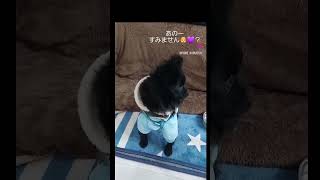 あのーすみません🐶💜？wおなかがすいたのでそろそろごはんをいただけませんか？w