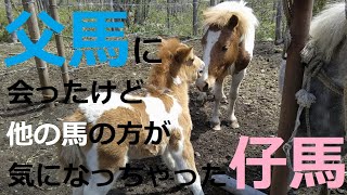 【ポニーの赤ちゃん】父馬のムウに会ったけど他の馬の方が気になっちゃった美守