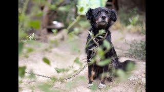 Alder aims to improve protection of animals from cruelty, extreme weather — WGN Evening News