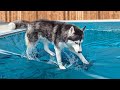 My Dog JUMPED On The Swimming Pool Cover!