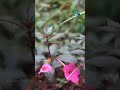 മഴക്കാലത്തു മാത്രം പൂക്കുന്ന achimenes ചെടികൾ glory farm house