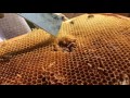 ugh wax moths in a beehive