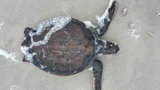 Turtles are sick from the cold in St. Johns County. Here's what to do if you see one