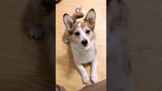 犬生初のお店でシャンプーカット【ミニコーギー育成日記】 #犬のいる幸せ #犬との生活 #shorts