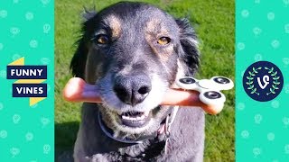 TRY NOT TO LAUGH or GRIN - Funny Animals Vines Compilation 2017 | Funny Vines Videos