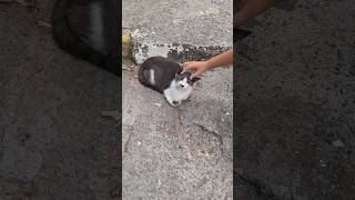 Petting a tuxedo cat #cutecat #tuxedocat #cutekitty #cuteanimals