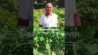 😳😳புல்லட் மிளகாயா? நாட்டு மிளகாயா?🌶️🌶️| எதில் காரம் அதிகம்?? | Native Chilli Breed | #shorts