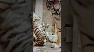 Tigress with cubs