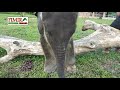 elephant fight battle for territory fending wild elephants