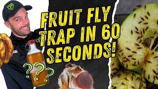 Get Rid of Fruit Flies In 60 Seconds
