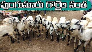 punganur sheep market/live Wight only 370per kg #sale #viral #public#punganur #sheep#goat#labs#